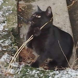 Котенок черный. Кошеня чорне