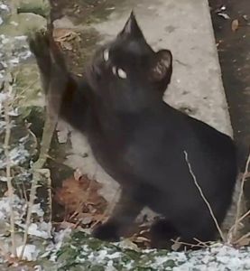 Котенок черный. Кошеня чорне