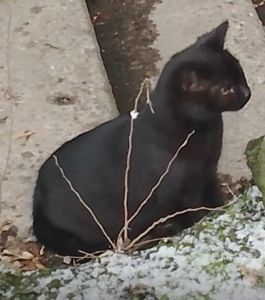 Котенок черный. Кошеня чорне