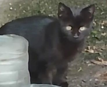 Котенок черный. Кошеня чорне