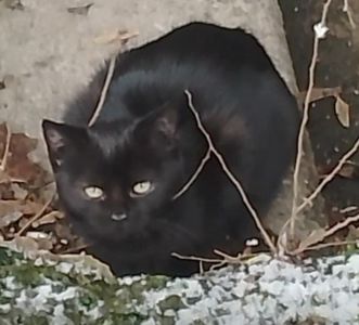 Котенок черный. Кошеня чорне