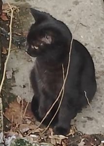 Котенок черный. Кошеня чорне