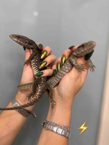 Варан капський, варн ручний