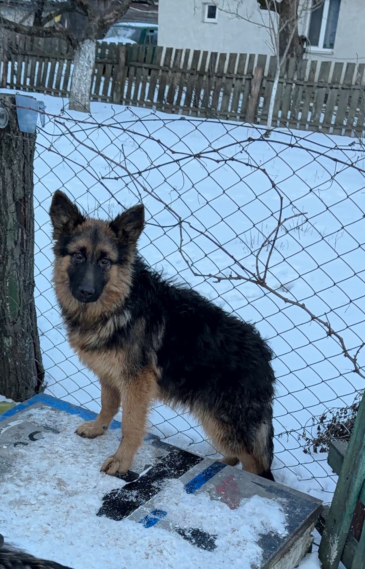 Німецькі вівчарки