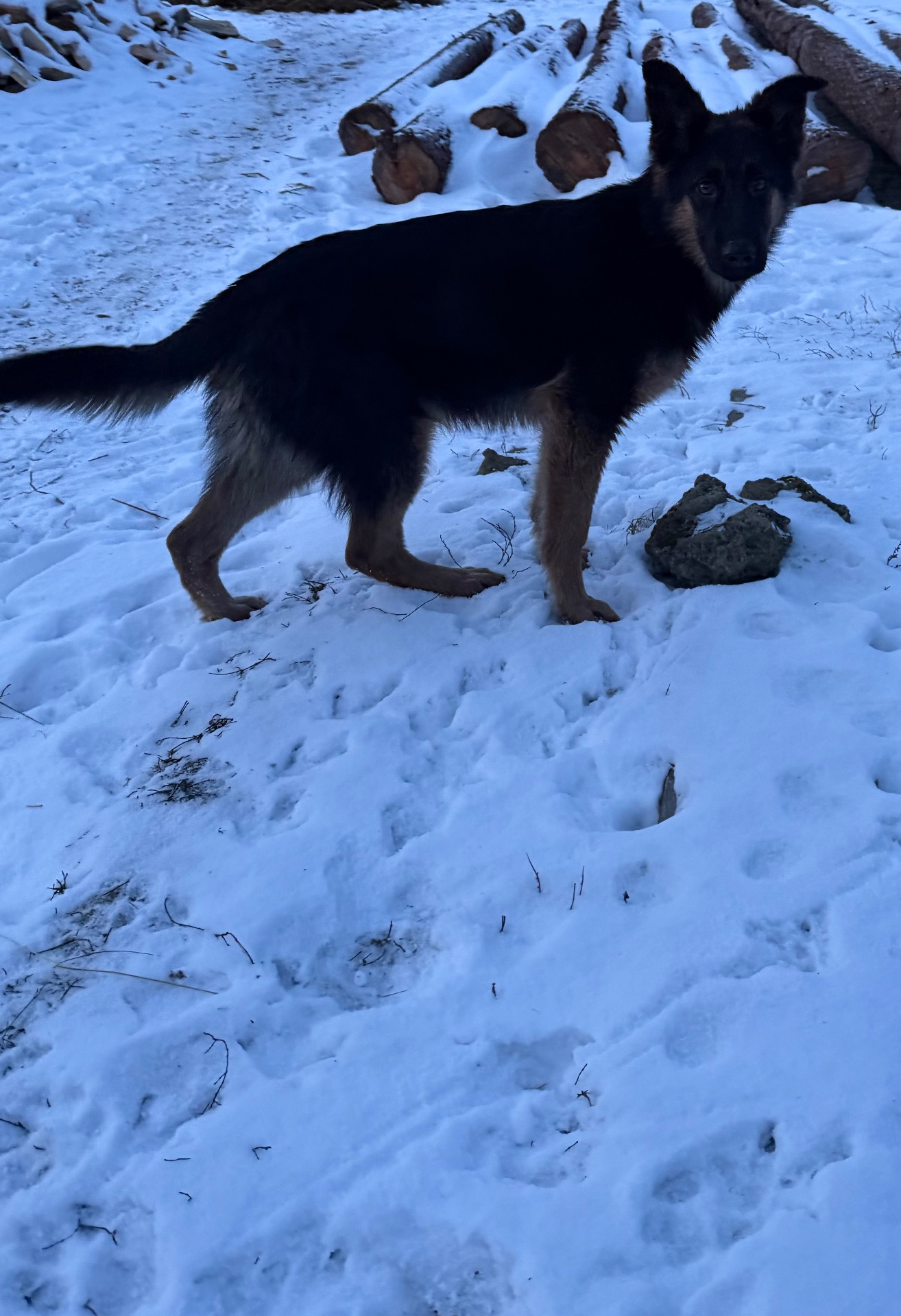 Німецькі вівчарки