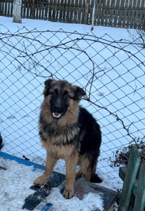 Німецькі вівчарки