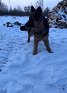 Німецькі вівчарки