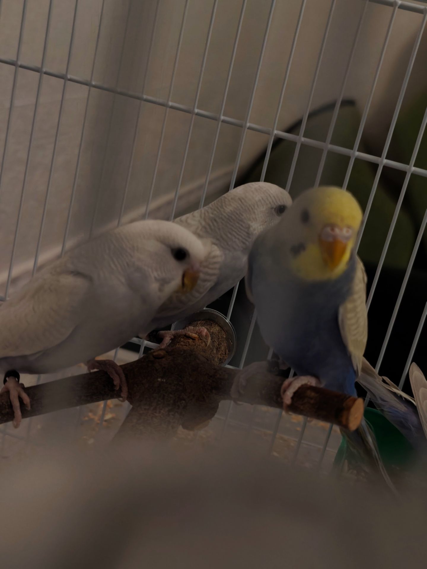 Хвилясті папуги підлітки 4-5 місяці. Самець і самки