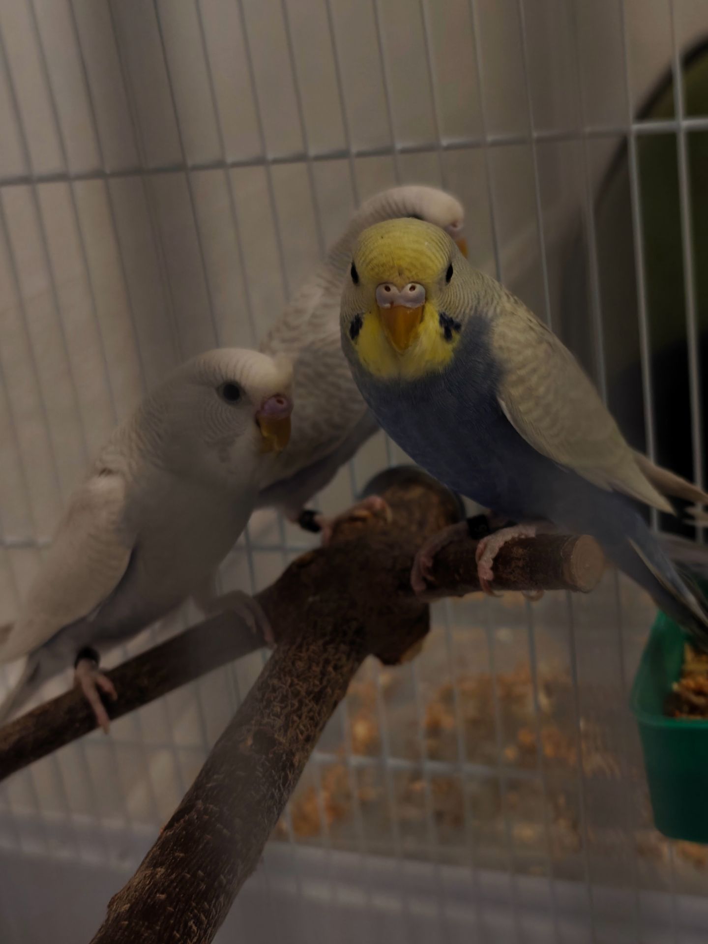 Хвилясті папуги підлітки 4-5 місяці. Самець і самки