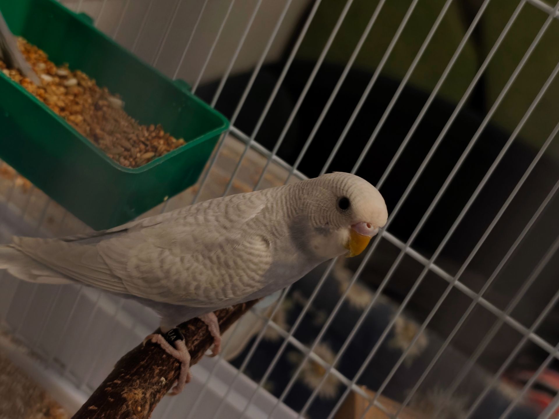 Хвилясті папуги підлітки 4-5 місяці. Самець і самки