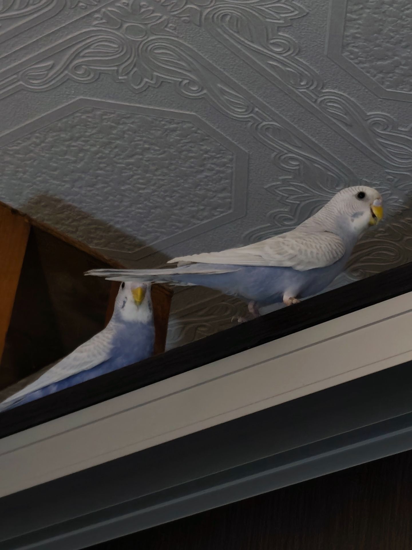 Хвилясті папуги підлітки 4-5 місяці. Самець і самки