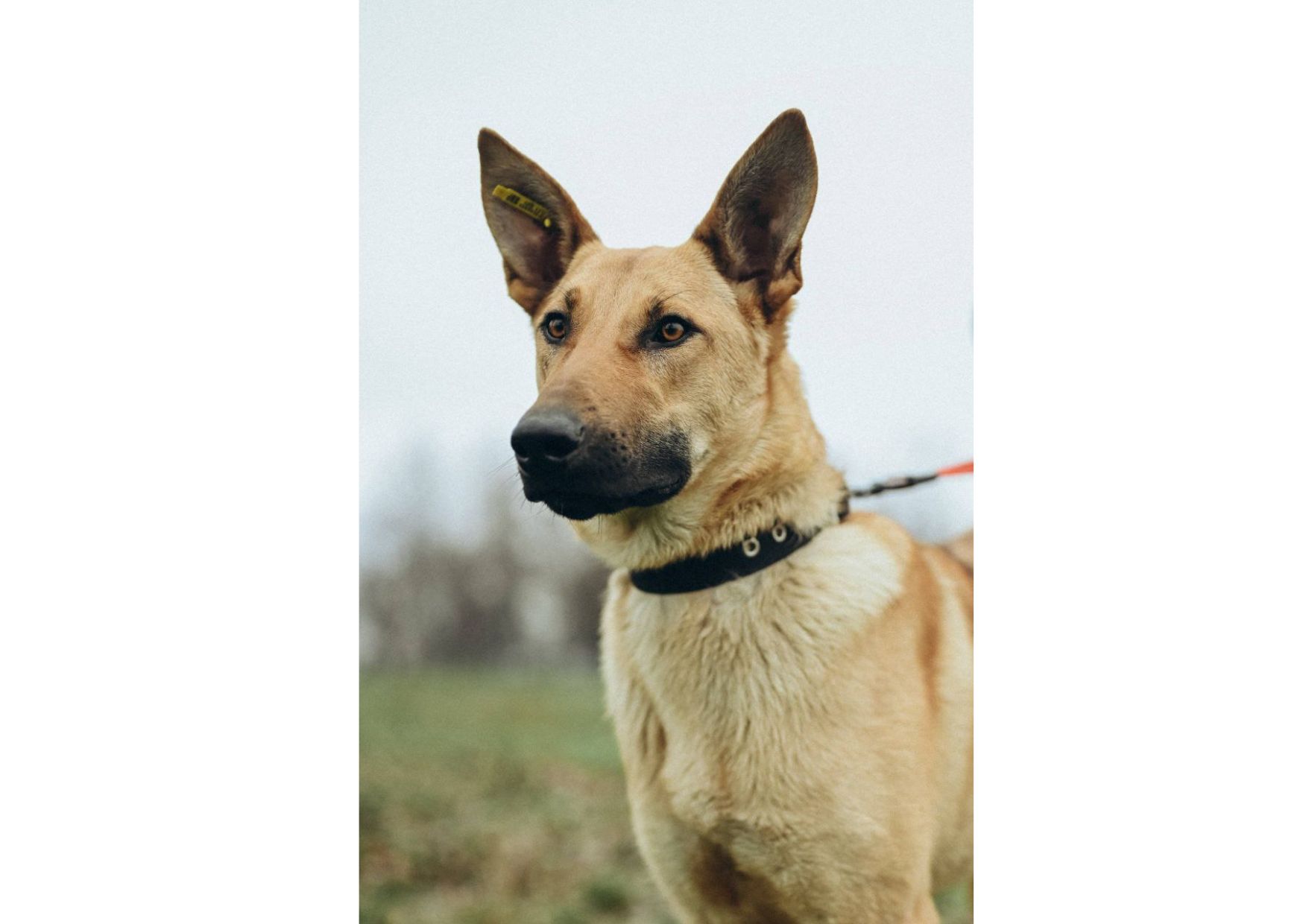 Вірю в новорічне диво для Луни😍