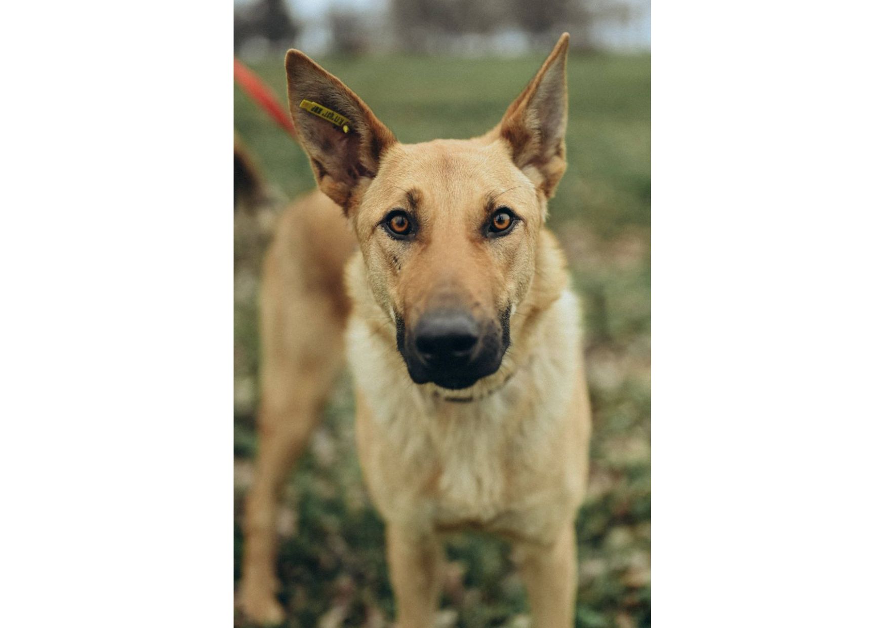 Вірю в новорічне диво для Луни😍