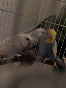 Хвилясті папуги підлітки 4-5 місяці. Самець і самки