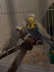 Хвилясті папуги підлітки 4-5 місяці. Самець і самки