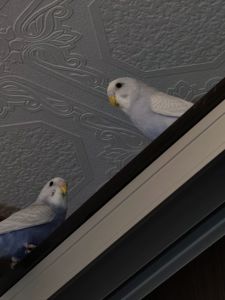 Хвилясті папуги підлітки 4-5 місяці. Самець і самки