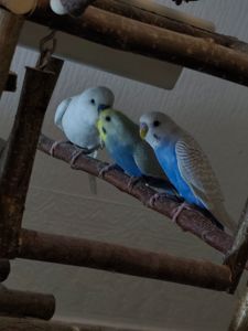 Хвилясті папуги підлітки 4-5 місяці. Самець і самки