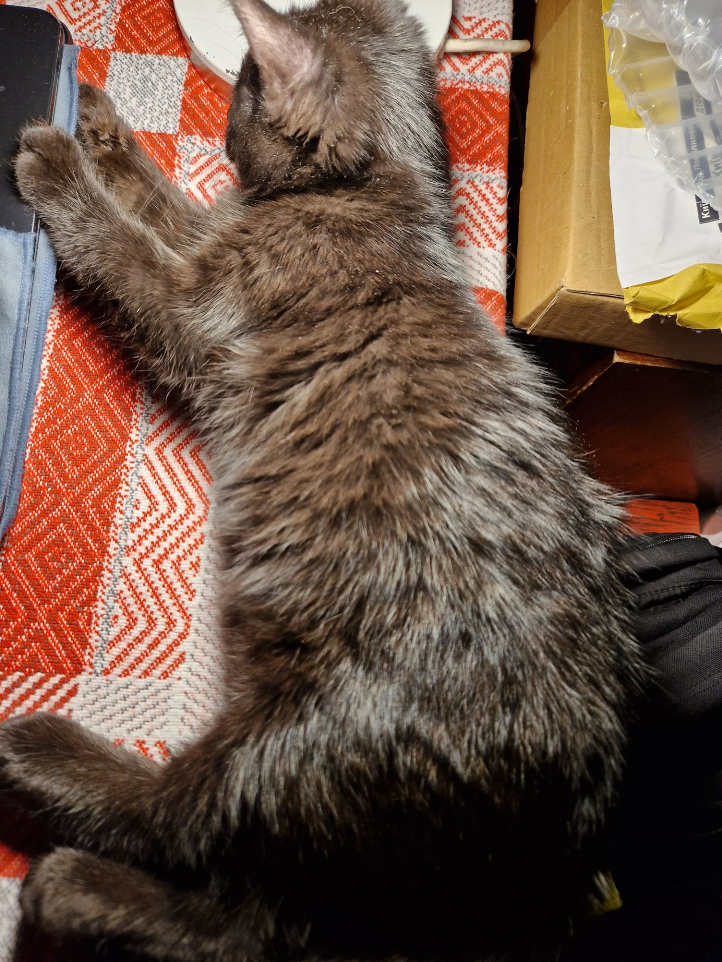 Чорне Норкове Кошеня вік 4 місяці