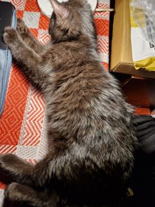 Чорне Норкове Кошеня вік 4 місяці