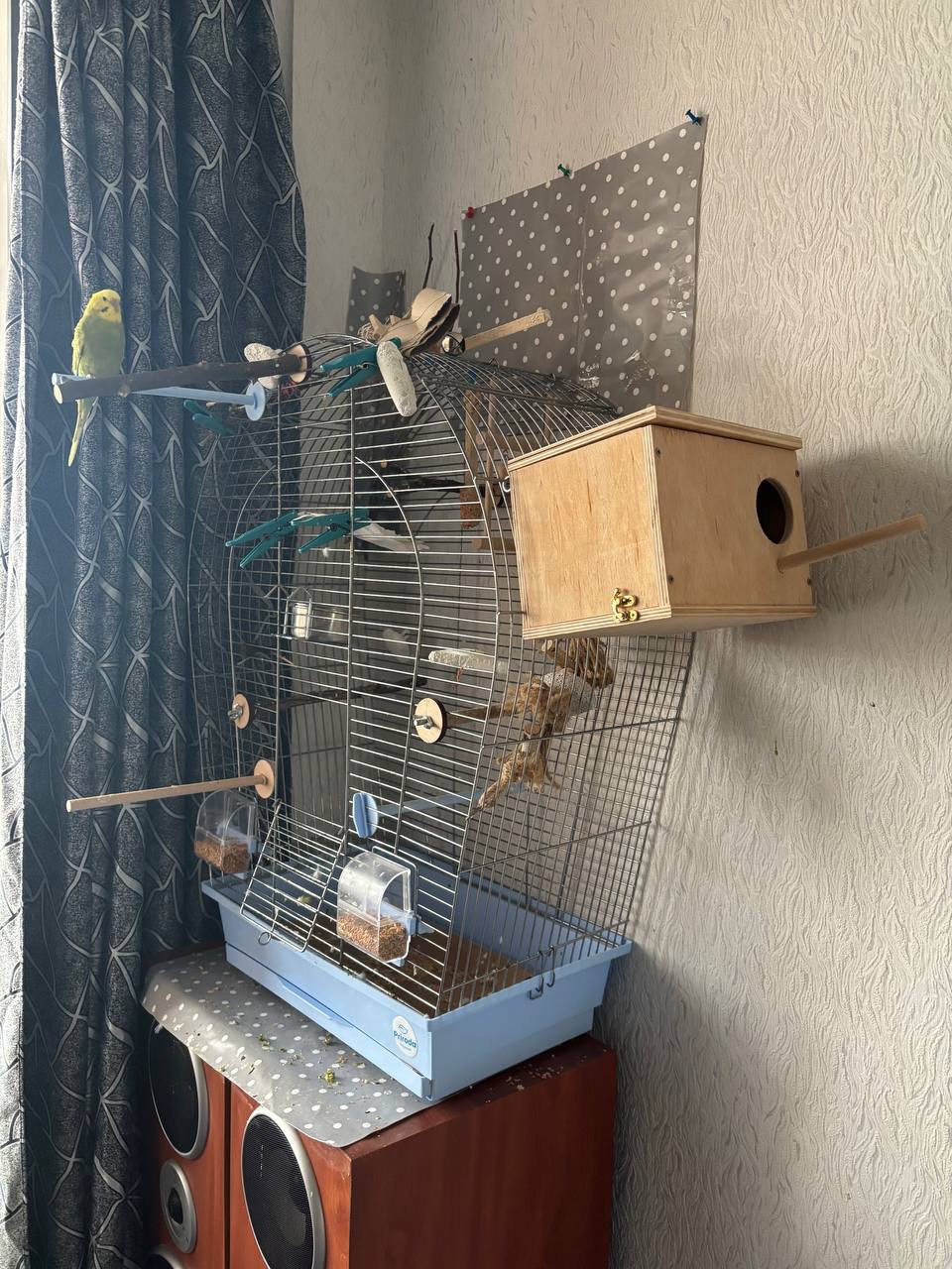 Клітка для хвилястих папуг та дві пташки + повний комплект