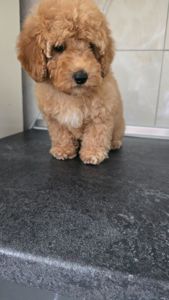 Роскішна дівчинка мальтипу