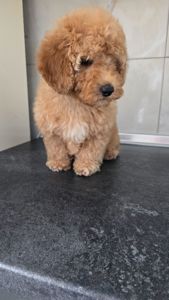 Роскішна дівчинка мальтипу