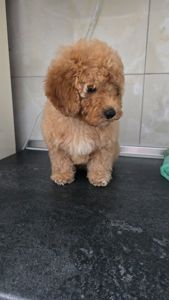 Роскішна дівчинка мальтипу