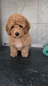 Роскішна дівчинка мальтипу