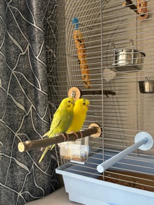 Клітка для хвилястих папуг та дві пташки + повний комплект