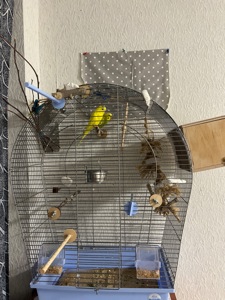 Клітка для хвилястих папуг та дві пташки + повний комплект