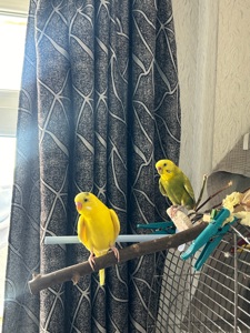 Клітка для хвилястих папуг та дві пташки + повний комплект