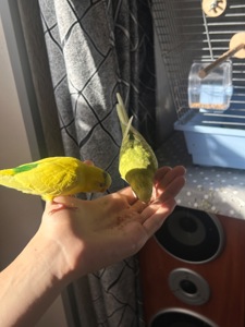 Клітка для хвилястих папуг та дві пташки + повний комплект