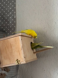 Клітка для хвилястих папуг та дві пташки + повний комплект