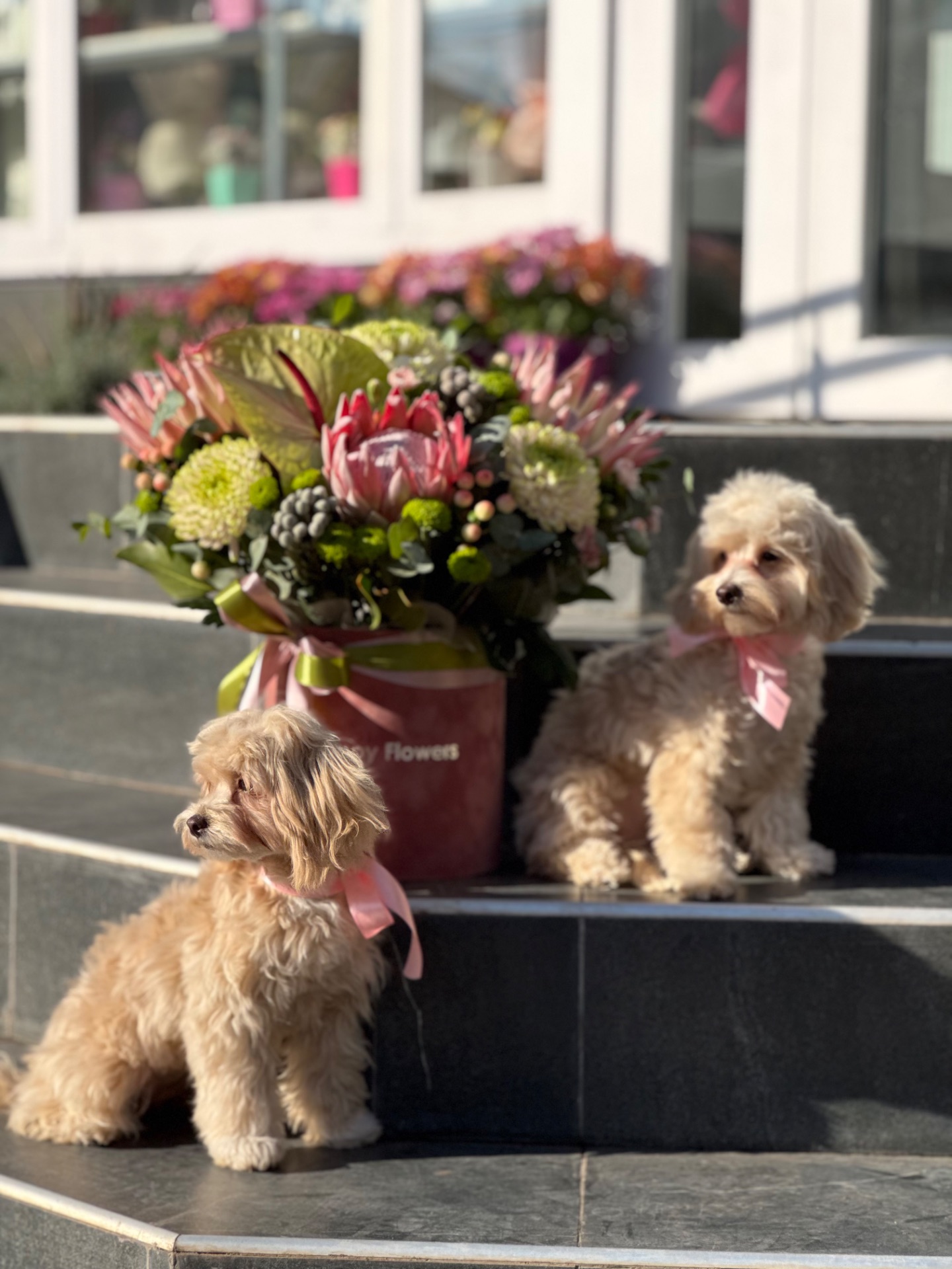 Дівчата мальтіпу