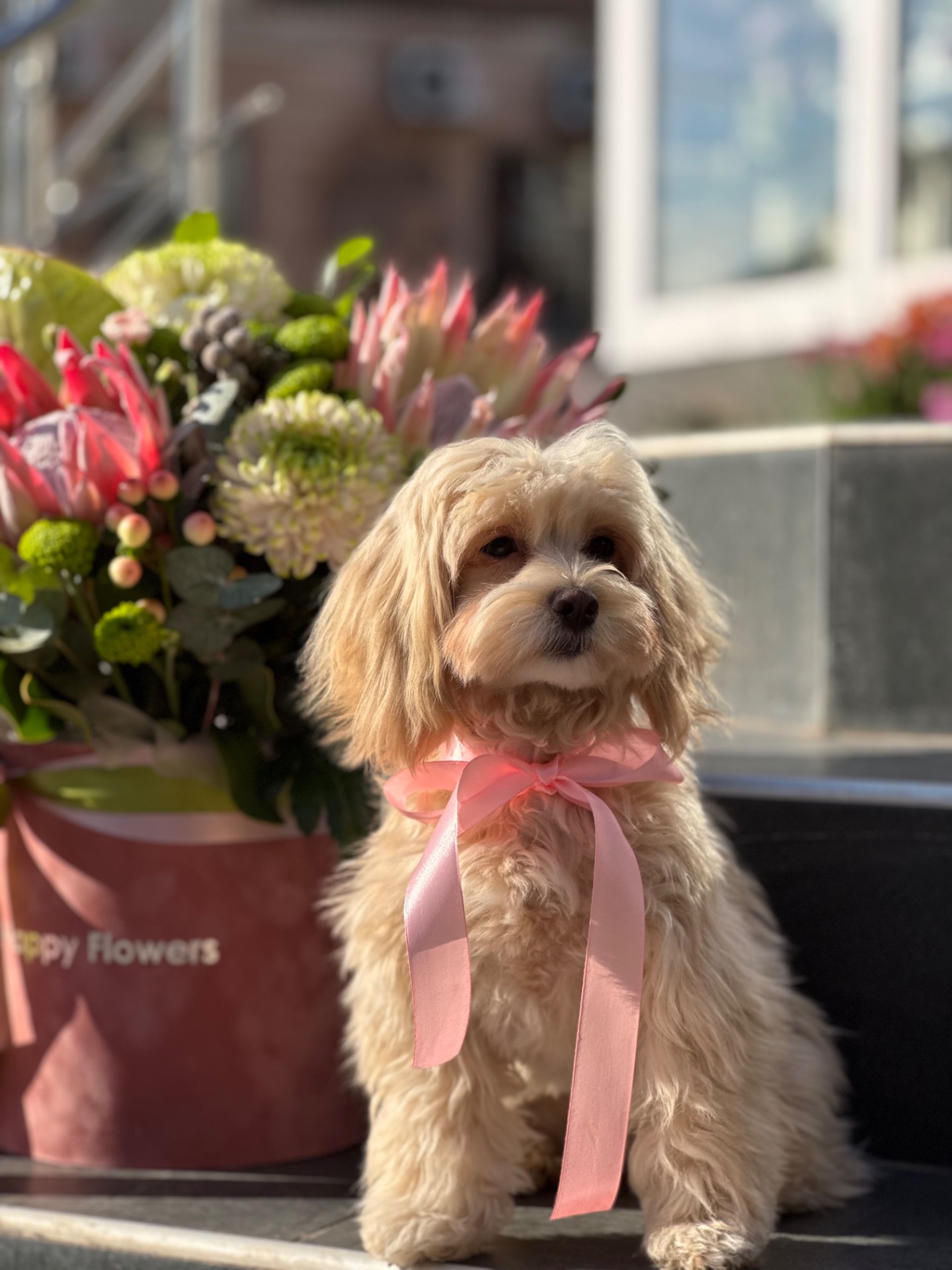 Дівчата мальтіпу