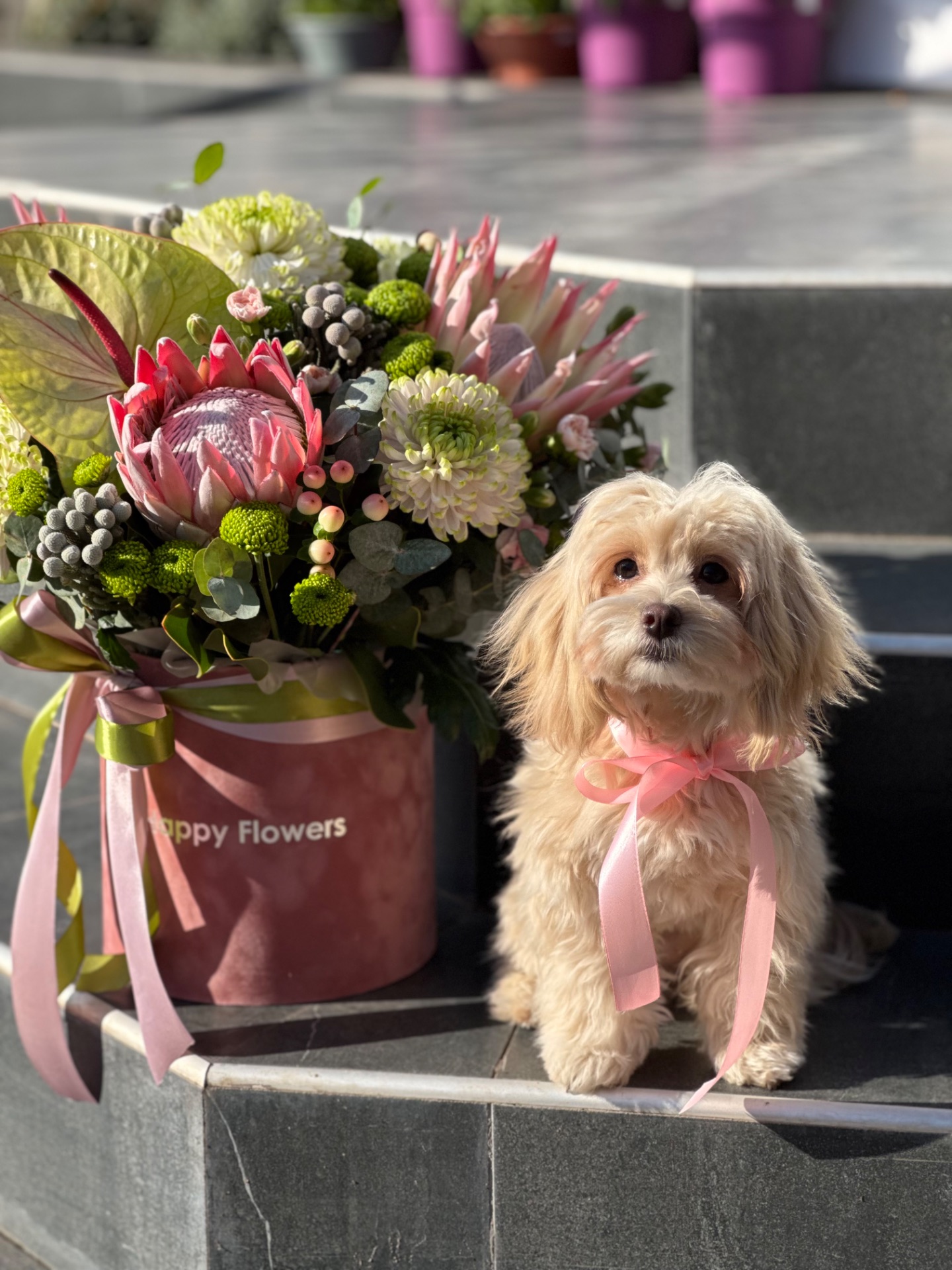 Дівчата мальтіпу