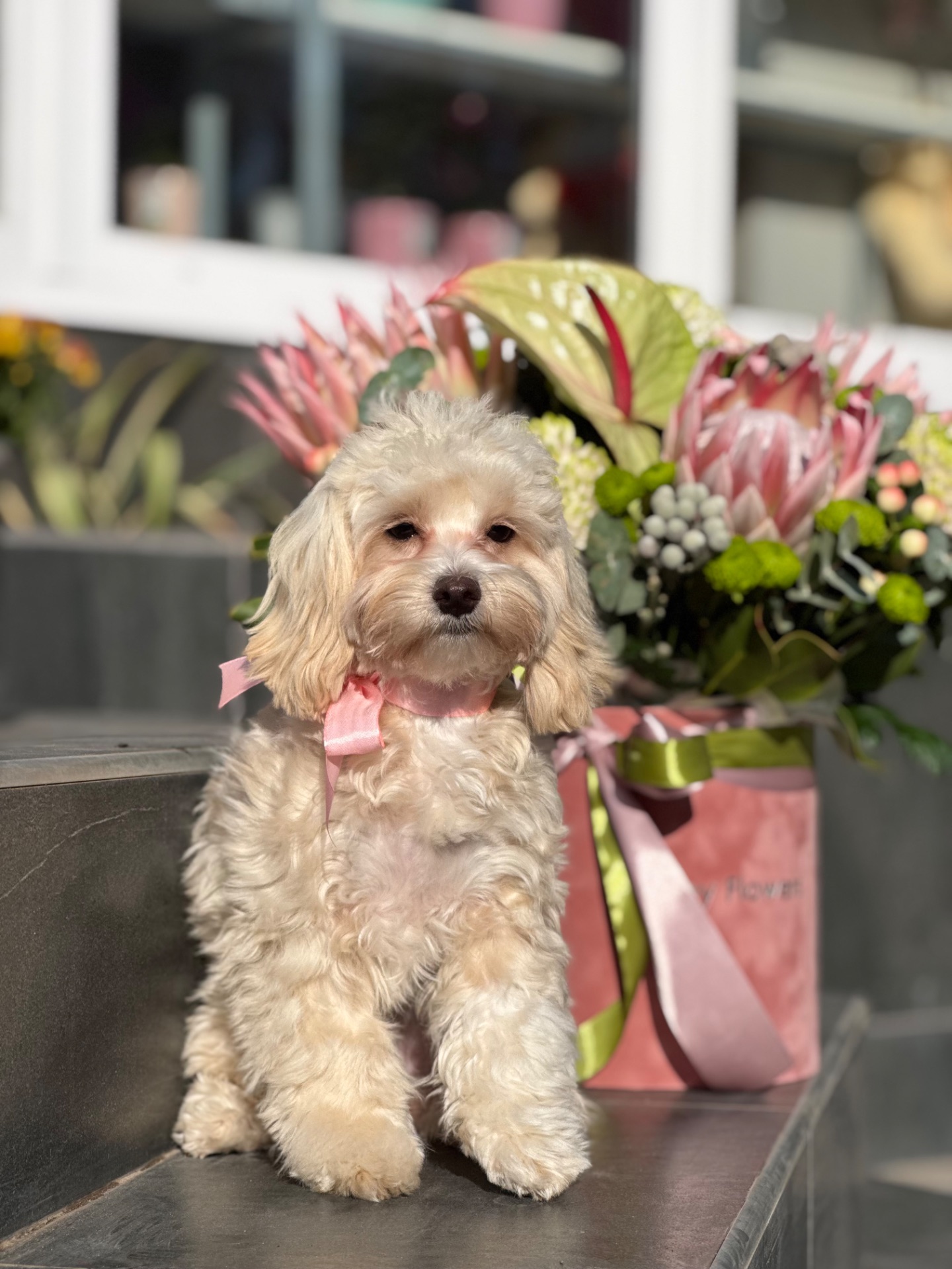 Дівчата мальтіпу