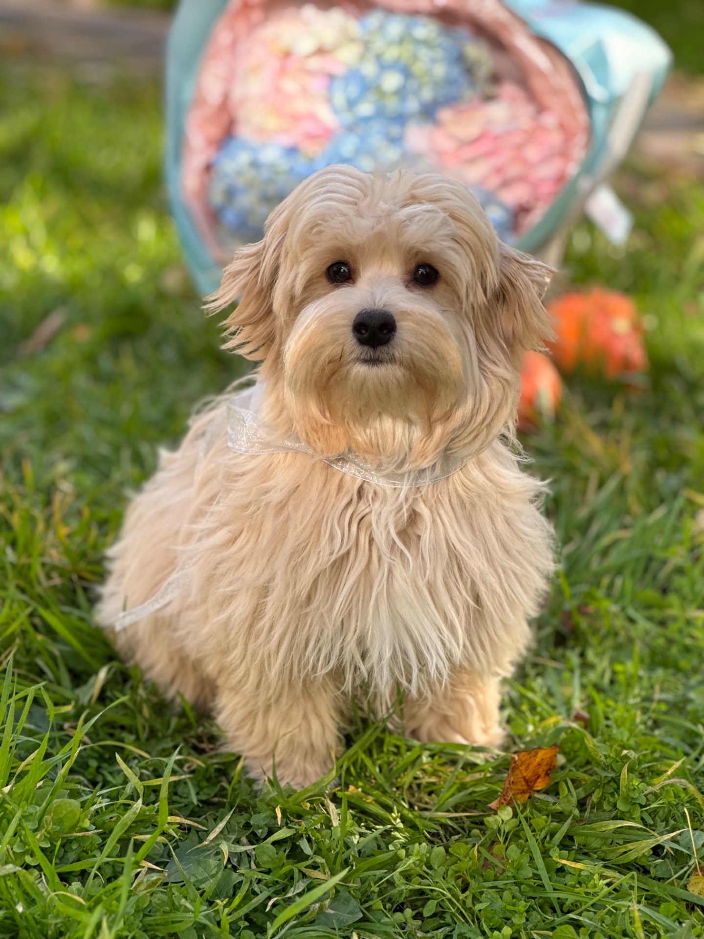 Хлопчик мальтіпу