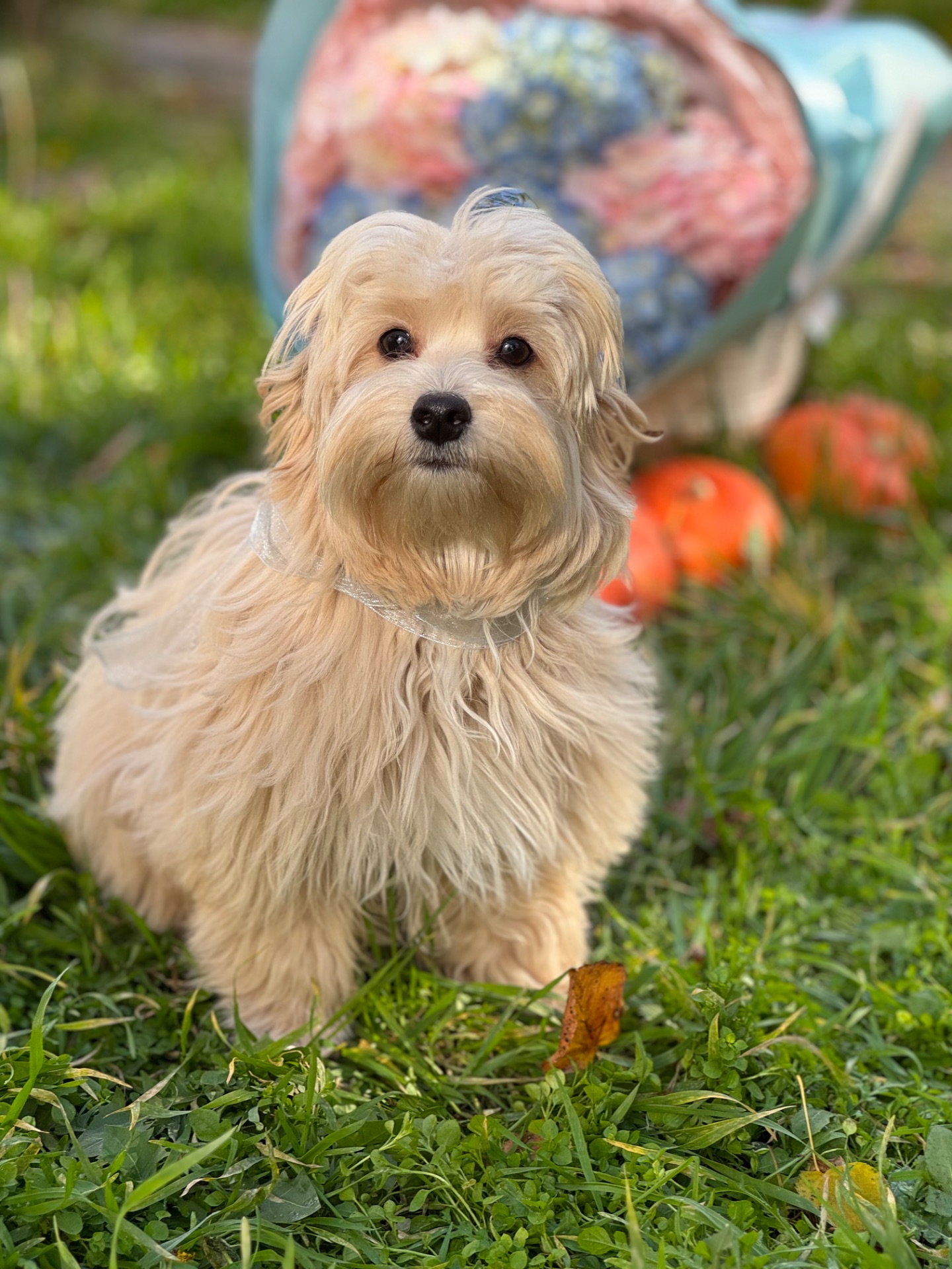 Хлопчик мальтіпу