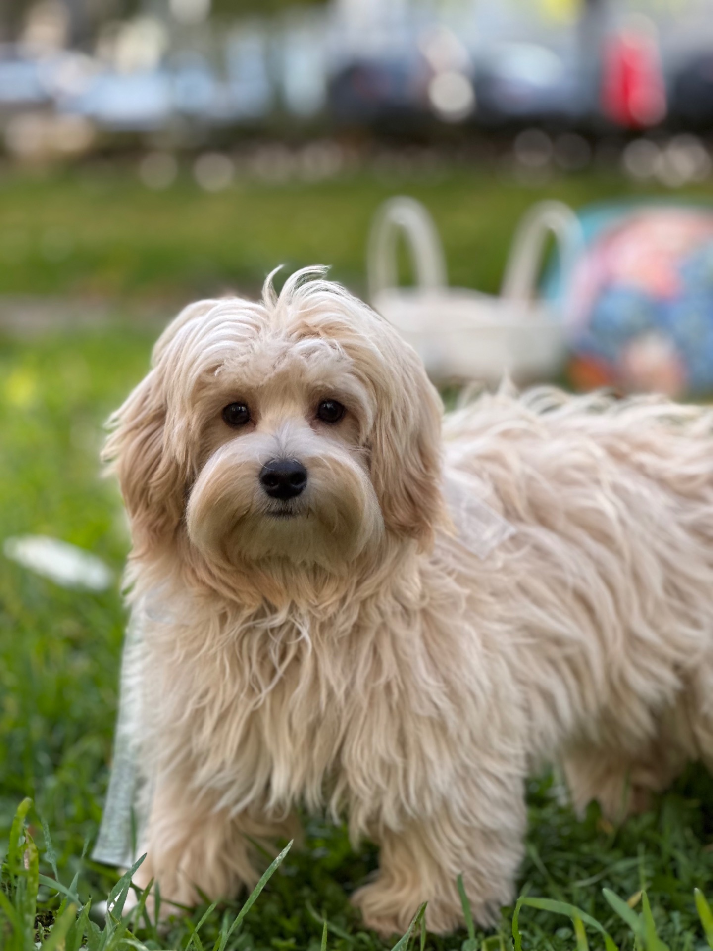 Хлопчик мальтіпу