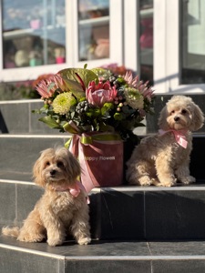 Дівчата мальтіпу