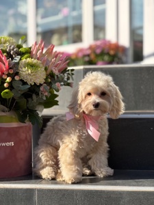 Дівчата мальтіпу