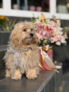 Хлопчик мальтіпу