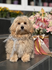 Хлопчик мальтіпу