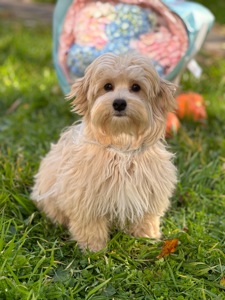 Хлопчик мальтіпу