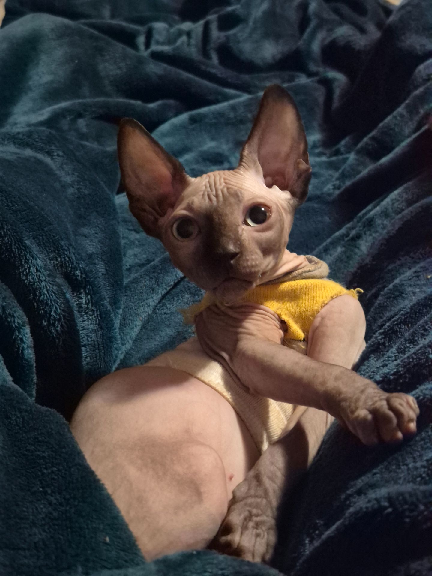 Кошенята канадського сфінкса