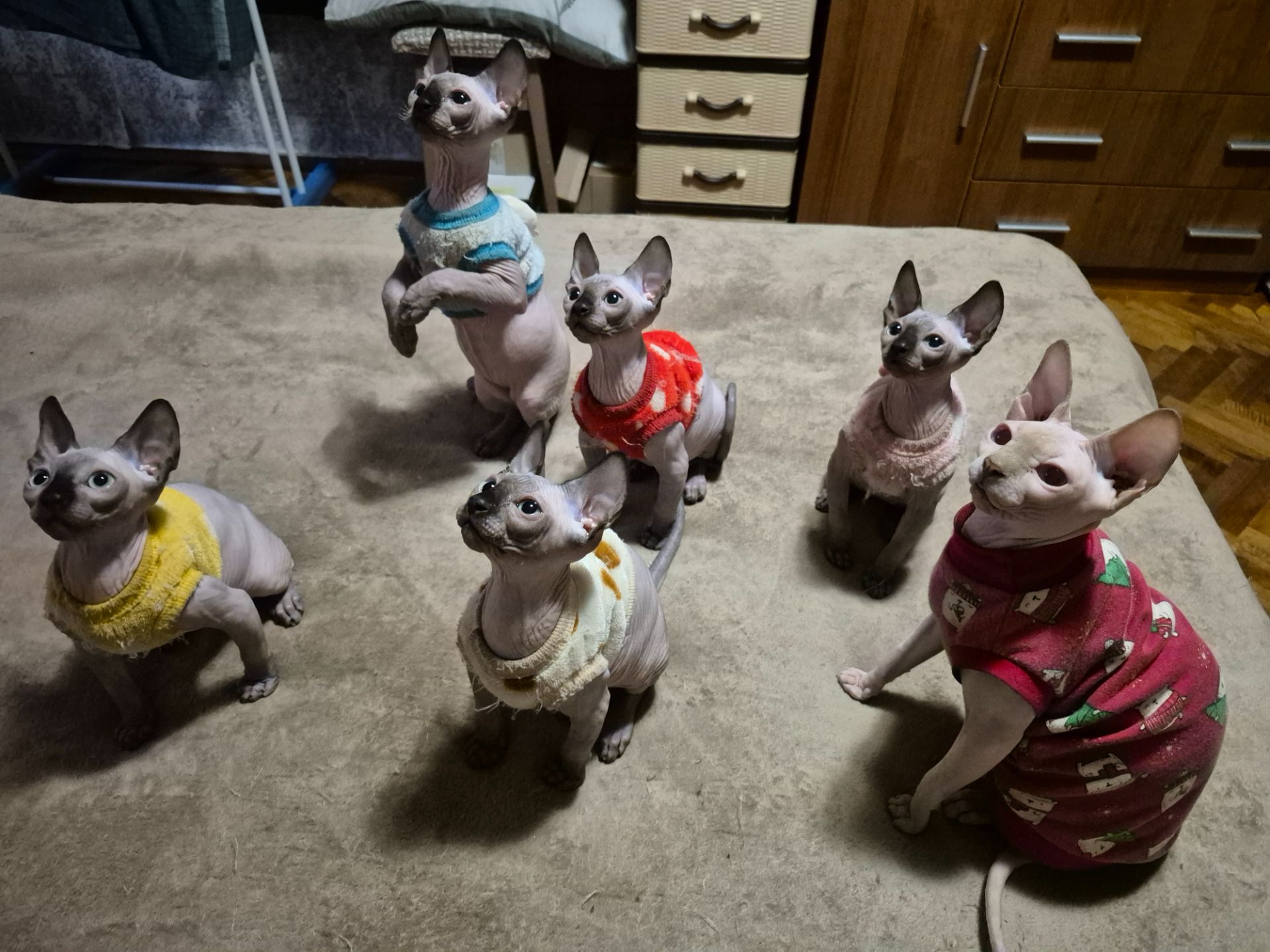 Кошенята канадського сфінкса