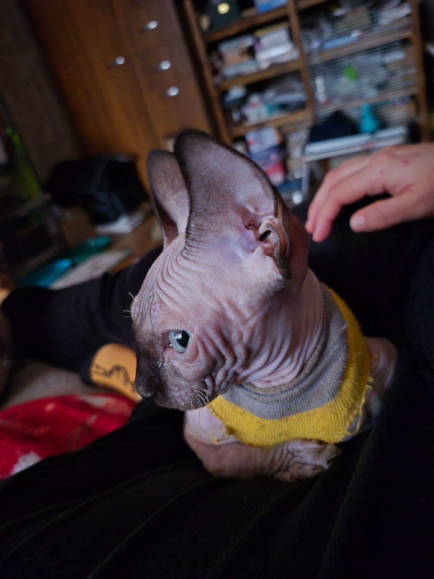 Кошенята канадського сфінкса