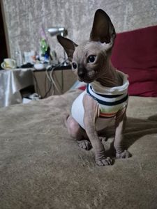 Кошенята канадського сфінкса