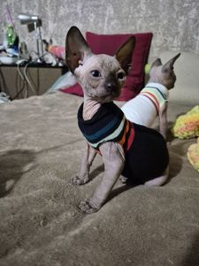 Кошенята канадського сфінкса